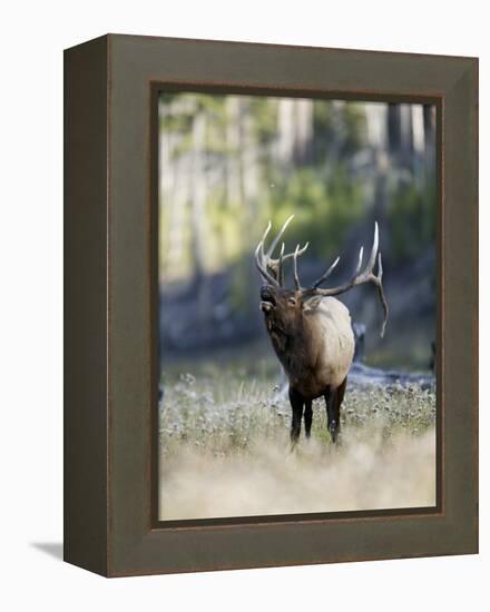 Elk in the Rut and Bugling, Yellowstone National Park, Wyoming, USA-Joe & Mary Ann McDonald-Framed Premier Image Canvas