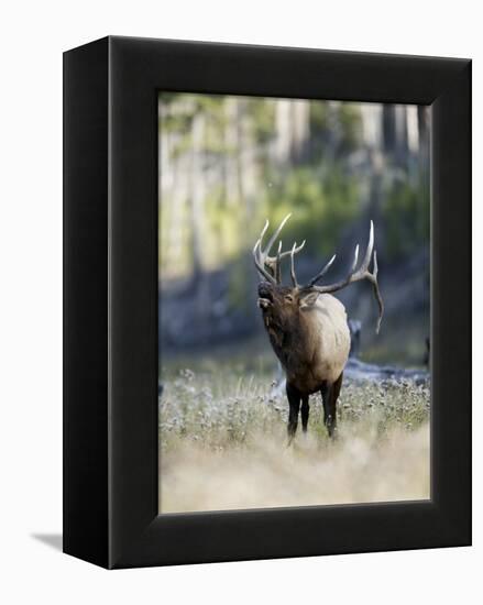 Elk in the Rut and Bugling, Yellowstone National Park, Wyoming, USA-Joe & Mary Ann McDonald-Framed Premier Image Canvas