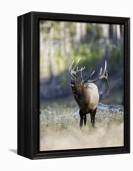 Elk in the Rut and Bugling, Yellowstone National Park, Wyoming, USA-Joe & Mary Ann McDonald-Framed Premier Image Canvas