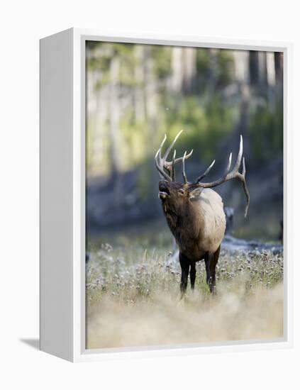 Elk in the Rut and Bugling, Yellowstone National Park, Wyoming, USA-Joe & Mary Ann McDonald-Framed Premier Image Canvas