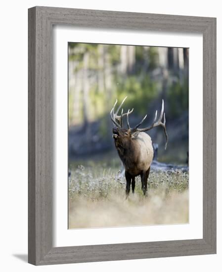 Elk in the Rut and Bugling, Yellowstone National Park, Wyoming, USA-Joe & Mary Ann McDonald-Framed Photographic Print