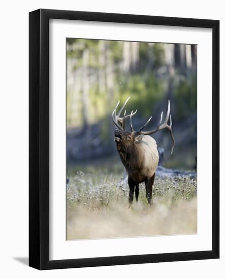 Elk in the Rut and Bugling, Yellowstone National Park, Wyoming, USA-Joe & Mary Ann McDonald-Framed Photographic Print