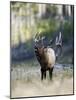 Elk in the Rut and Bugling, Yellowstone National Park, Wyoming, USA-Joe & Mary Ann McDonald-Mounted Photographic Print