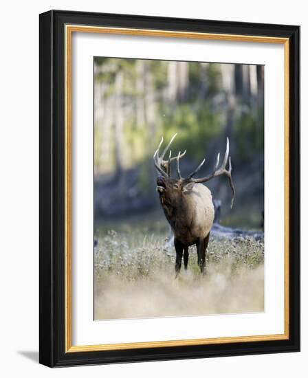 Elk in the Rut and Bugling, Yellowstone National Park, Wyoming, USA-Joe & Mary Ann McDonald-Framed Photographic Print