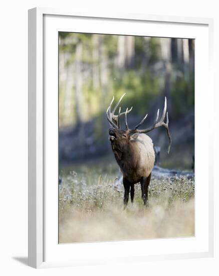 Elk in the Rut and Bugling, Yellowstone National Park, Wyoming, USA-Joe & Mary Ann McDonald-Framed Photographic Print