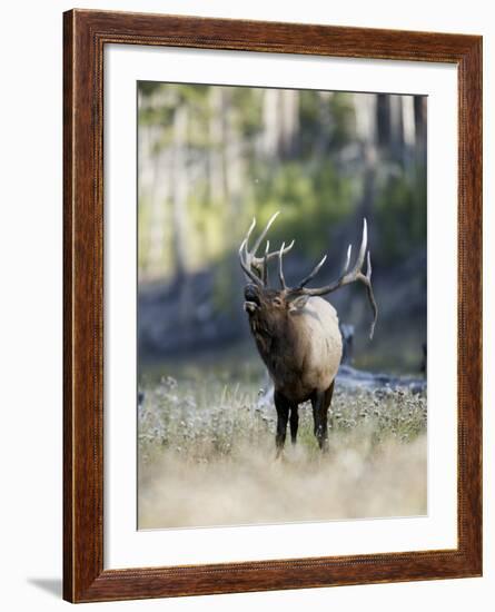 Elk in the Rut and Bugling, Yellowstone National Park, Wyoming, USA-Joe & Mary Ann McDonald-Framed Photographic Print