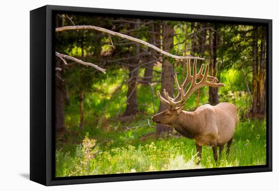 Elk in Yellowstone National Park, Wyoming, United States of America, North America-Laura Grier-Framed Premier Image Canvas