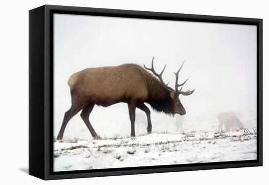 Elk IV-Tammy Putman-Framed Premier Image Canvas