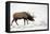 Elk IV-Tammy Putman-Framed Premier Image Canvas