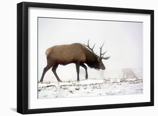 Elk IV-Tammy Putman-Framed Photographic Print