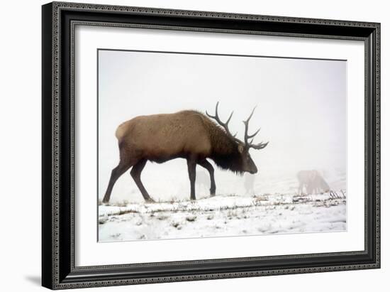 Elk IV-Tammy Putman-Framed Photographic Print