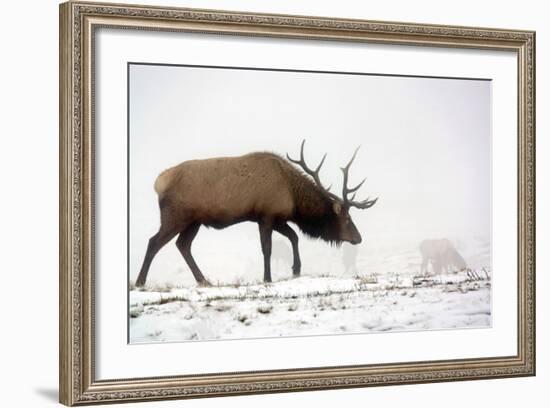 Elk IV-Tammy Putman-Framed Photographic Print