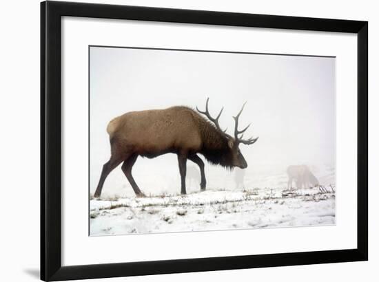 Elk IV-Tammy Putman-Framed Photographic Print