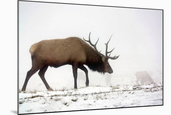 Elk IV-Tammy Putman-Mounted Photographic Print