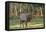 Elk of the Great Smoky Mountains-Gary Carter-Framed Premier Image Canvas