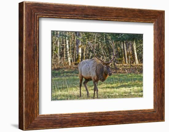 Elk of the Great Smoky Mountains-Gary Carter-Framed Photographic Print