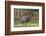 Elk of the Great Smoky Mountains-Gary Carter-Framed Photographic Print