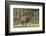 Elk of the Great Smoky Mountains-Gary Carter-Framed Photographic Print