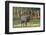 Elk of the Great Smoky Mountains-Gary Carter-Framed Photographic Print