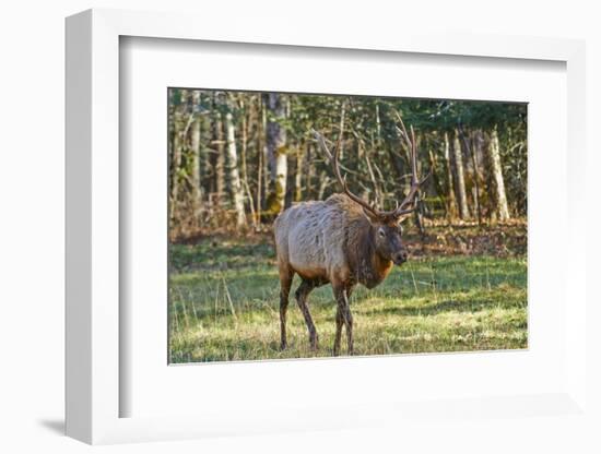 Elk of the Great Smoky Mountains-Gary Carter-Framed Photographic Print