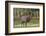 Elk of the Great Smoky Mountains-Gary Carter-Framed Photographic Print