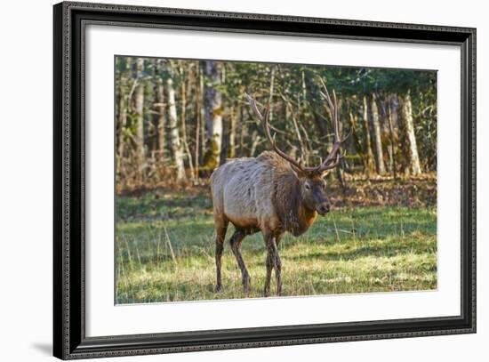 Elk of the Great Smoky Mountains-Gary Carter-Framed Photographic Print