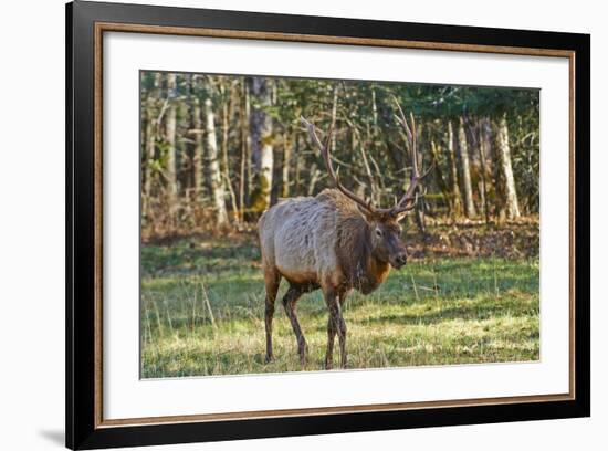 Elk of the Great Smoky Mountains-Gary Carter-Framed Photographic Print