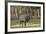 Elk of the Great Smoky Mountains-Gary Carter-Framed Photographic Print