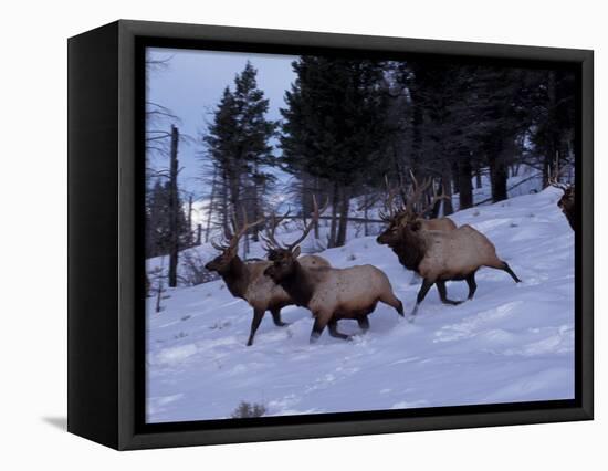 Elk or Wapiti, Yellowstone National Park, Wyoming, USA-Art Wolfe-Framed Premier Image Canvas