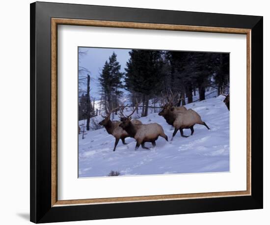Elk or Wapiti, Yellowstone National Park, Wyoming, USA-Art Wolfe-Framed Photographic Print