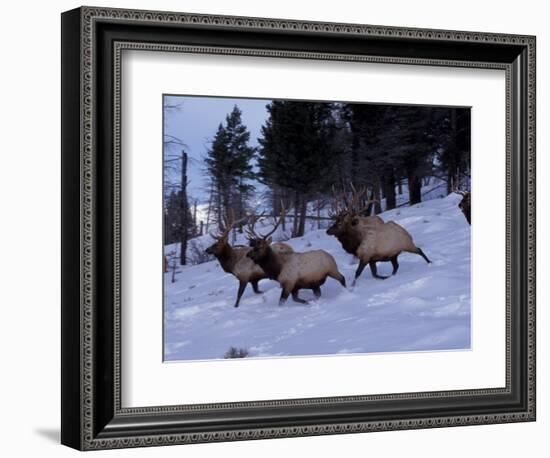 Elk or Wapiti, Yellowstone National Park, Wyoming, USA-Art Wolfe-Framed Photographic Print