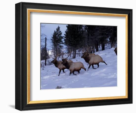 Elk or Wapiti, Yellowstone National Park, Wyoming, USA-Art Wolfe-Framed Photographic Print