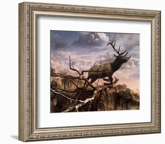 Elk Passage-Steve Hunziker-Framed Art Print