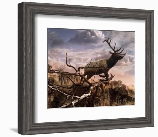 Elk Passage-Steve Hunziker-Framed Art Print