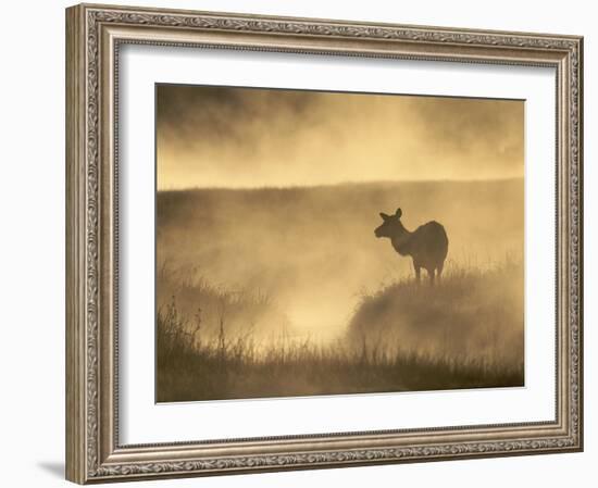 Elk / Red Deer Female in Mist at Dawn, Yellowstone National Park, Wy, USA, North America-Pete Cairns-Framed Photographic Print