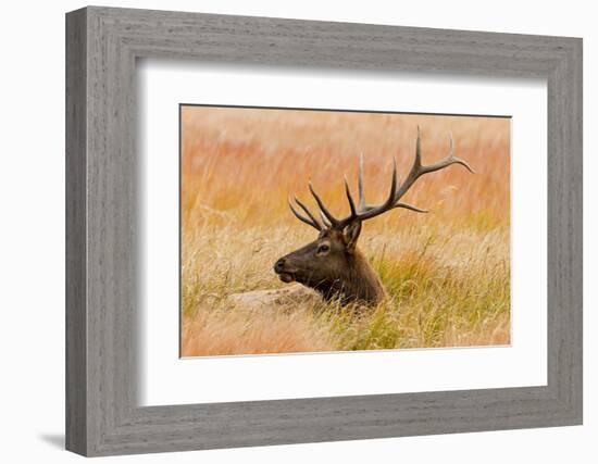 Elk resting in meadow grass.-Larry Ditto-Framed Photographic Print