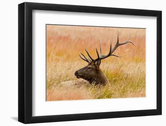 Elk resting in meadow grass.-Larry Ditto-Framed Photographic Print