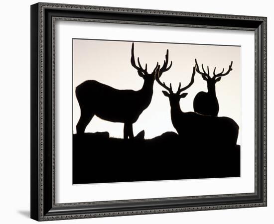 Elk, Rocky Mountains National Park, Colorado, USA-Gavriel Jecan-Framed Photographic Print