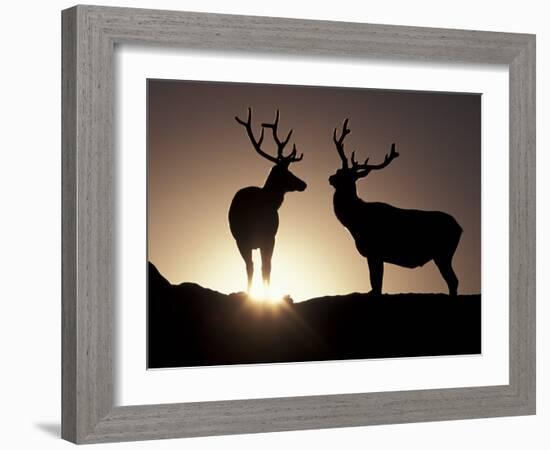 Elk, Rocky Mountains National Park, Colorado, USA-Gavriel Jecan-Framed Photographic Print