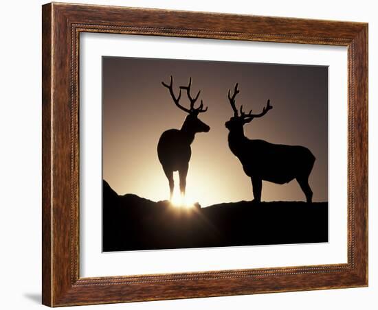 Elk, Rocky Mountains National Park, Colorado, USA-Gavriel Jecan-Framed Photographic Print