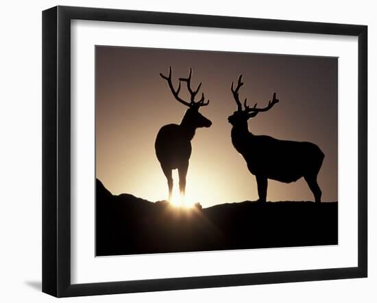 Elk, Rocky Mountains National Park, Colorado, USA-Gavriel Jecan-Framed Photographic Print