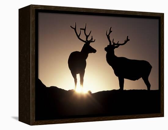 Elk, Rocky Mountains National Park, Colorado, USA-Gavriel Jecan-Framed Premier Image Canvas