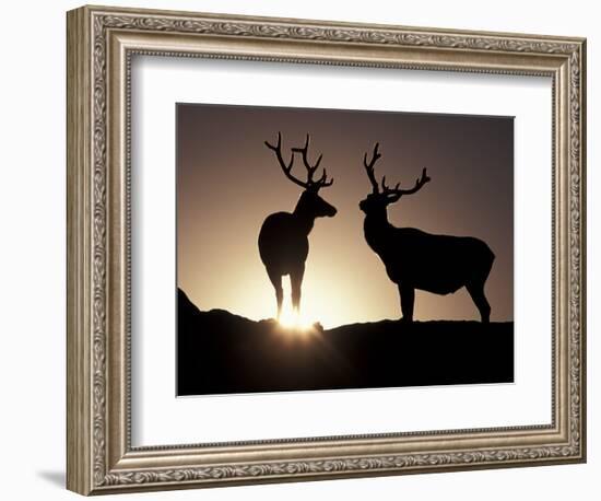 Elk, Rocky Mountains National Park, Colorado, USA-Gavriel Jecan-Framed Photographic Print