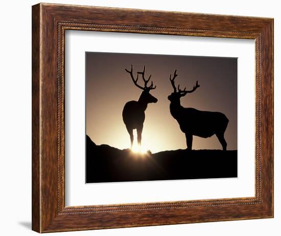 Elk, Rocky Mountains National Park, Colorado, USA-Gavriel Jecan-Framed Photographic Print