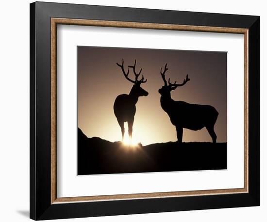 Elk, Rocky Mountains National Park, Colorado, USA-Gavriel Jecan-Framed Photographic Print