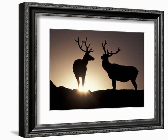 Elk, Rocky Mountains National Park, Colorado, USA-Gavriel Jecan-Framed Photographic Print