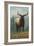 Elk Scene - Grand Lake, Colorado-Lantern Press-Framed Art Print