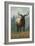 Elk Scene - Grand Lake, Colorado-Lantern Press-Framed Art Print