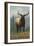 Elk Scene - Grand Lake, Colorado-Lantern Press-Framed Art Print