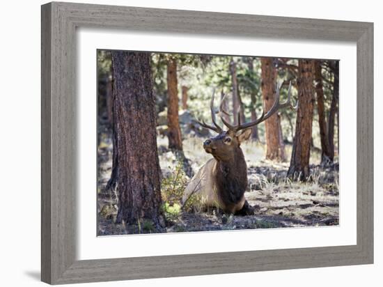 Elk Study I-David Drost-Framed Photographic Print